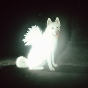 fatdog_callitwhatyouwant